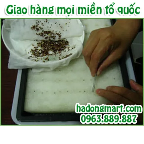 Mút xốp ươm hạt 10 tấm 960 lỗ (25x25x25mm) HaDongMart