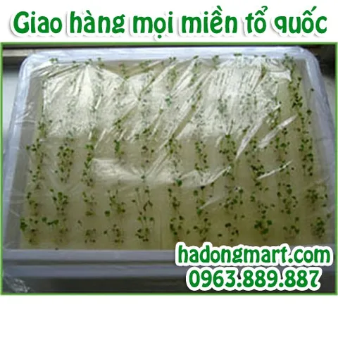 Mút xốp ươm hạt 10 tấm 960 lỗ (25x25x25mm) HaDongMart