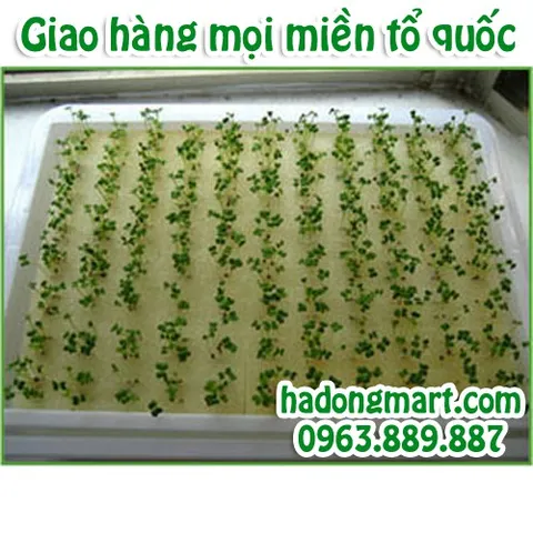 Mút xốp ươm hạt 10 tấm 960 lỗ (25x25x25mm) HaDongMart