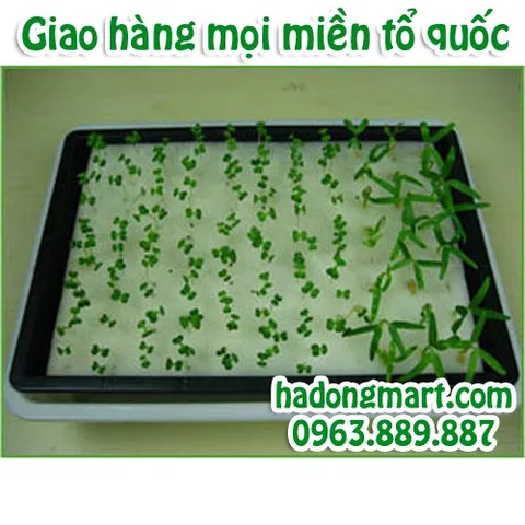 Mút xốp ươm hạt 10 tấm 960 lỗ (25x25x25mm) HaDongMart