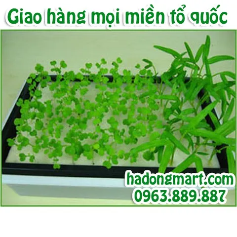 Mút xốp ươm hạt 10 tấm 960 lỗ (25x25x25mm) HaDongMart