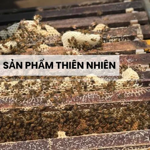 Mật Ong Hoa Cà Phê CAO FOOD 100% Nguyên Chất Từ Tây Nguyên - Hương Vị Tự Nhiên, Ngọt Thanh, Thích Hợp Pha Nước Uống và Chế Biến Thức Ăn