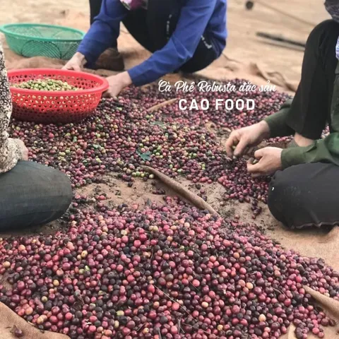 Cà phê Robusta Đaklak CAOFOOD 500g - Đặc sản chế biến ướt Tây Nguyên, hạt cà phê 100% chín, hương vị đậm đà, ngọt hậu tự nhiên