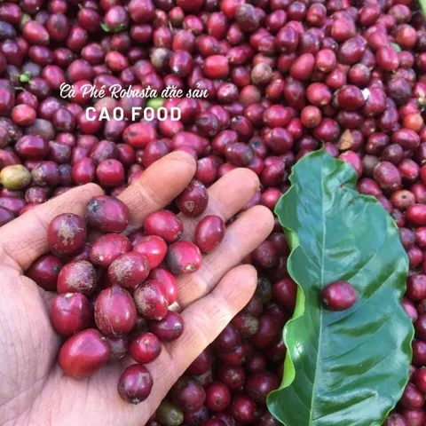 Cà phê Robusta Đaklak CAOFOOD 500g - Đặc sản chế biến ướt Tây Nguyên, hạt cà phê 100% chín, hương vị đậm đà, ngọt hậu tự nhiên