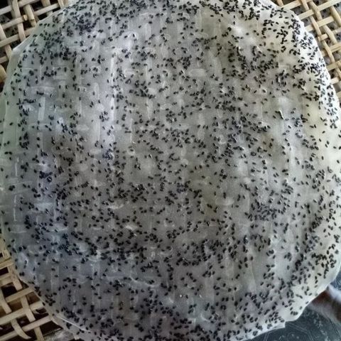 Bánh Tráng Mè Đen Nước Cốt Dừa Tây Ninh - Thơm Ngon Đặc Sản Việt 400g/10 Cái, Giòn Rụm Tự Nướng Tại Nhà