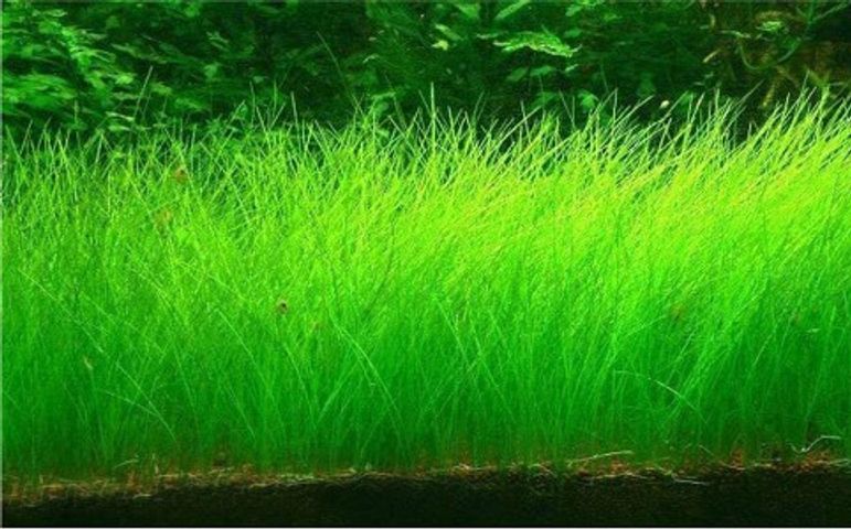 Hạt Giống Cây Thủy Sinh Trân Châu, Ngưu Mao Chiên, Cỏ Tình Yêu, Cỏ May Mắn - Gói 8-10g Cho Thảm Cây Xanh Mướt Trong Hồ Cá