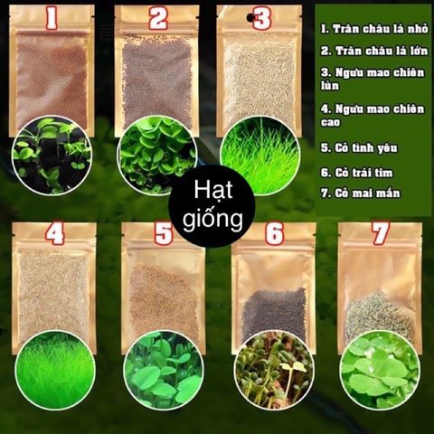 Hạt Giống Cây Thủy Sinh Trân Châu, Ngưu Mao Chiên, Cỏ Tình Yêu, Cỏ May Mắn - Gói 8-10g Cho Thảm Cây Xanh Mướt Trong Hồ Cá