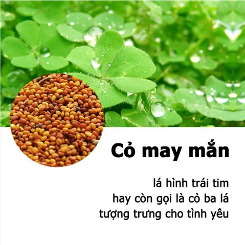 Hạt Giống Cây Thủy Sinh Trân Châu, Ngưu Mao Chiên, Cỏ Tình Yêu, Cỏ May Mắn - Gói 8-10g Cho Thảm Cây Xanh Mướt Trong Hồ Cá
