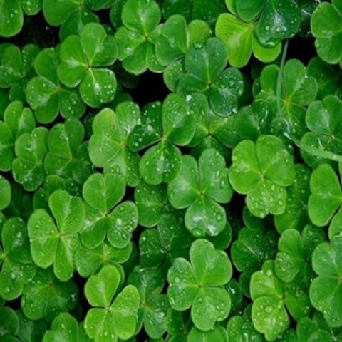 Hạt Giống Cây Thủy Sinh Trân Châu, Ngưu Mao Chiên, Cỏ Tình Yêu, Cỏ May Mắn - Gói 8-10g Cho Thảm Cây Xanh Mướt Trong Hồ Cá