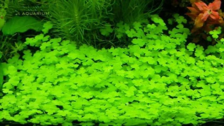 Hạt Giống Cây Thủy Sinh Trân Châu, Ngưu Mao Chiên, Cỏ Tình Yêu, Cỏ May Mắn - Gói 8-10g Cho Thảm Cây Xanh Mướt Trong Hồ Cá