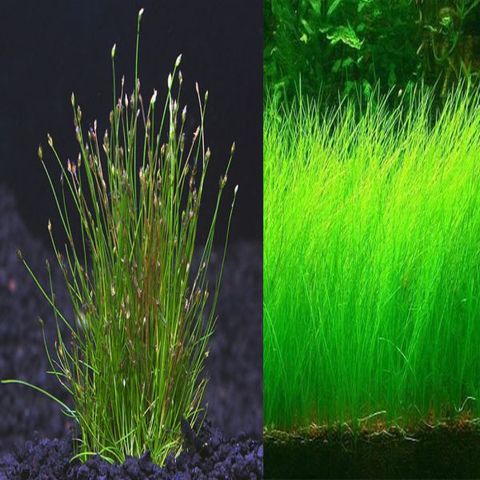 Hạt Giống Cây Thủy Sinh Trân Châu, Ngưu Mao Chiên, Cỏ Tình Yêu, Cỏ May Mắn - Gói 8-10g Cho Thảm Cây Xanh Mướt Trong Hồ Cá