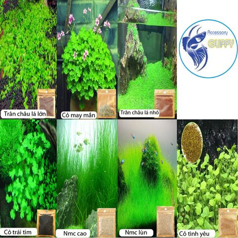 Hạt Giống Cây Thủy Sinh Trân Châu, Ngưu Mao Chiên, Cỏ Tình Yêu, Cỏ May Mắn - Gói 8-10g Cho Thảm Cây Xanh Mướt Trong Hồ Cá