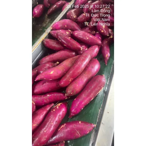 Khoai Lang Nhật Xuất Khẩu Size S (70-150g/củ) - Ngọt Dẻo Tự Nhiên, Chất Lượng Cao, Đóng 3kg/Thùng, Lựa Chọn Tốt Cho Gia Đình và Xuất Khẩu