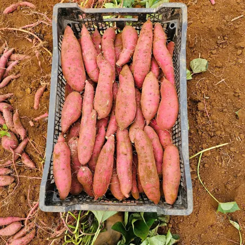 Khoai Lang Nhật Xuất Khẩu Size S (70-150g/củ) - Ngọt Dẻo Tự Nhiên, Chất Lượng Cao, Đóng 3kg/Thùng, Lựa Chọn Tốt Cho Gia Đình và Xuất Khẩu