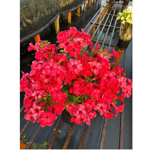 Hạt Giống Hoa Sứ Đỏ Taiwan - Bịch 10 Hạt, Nhiều Hoa Rực Rỡ, Dễ Trồng, Tượng Trưng May Mắn và Thịnh Vượng Cho Vườn Xanh
