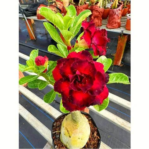 Hạt giống hoa sứ Thiên Vương cánh đỏ viền đen - Bộ 10 hạt, hoa to, đẹp rực rỡ cho không gian sống thêm sinh động