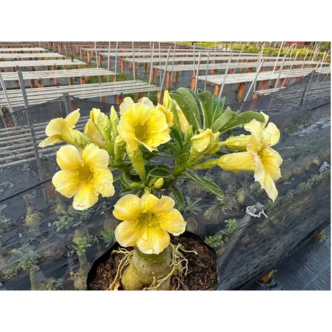 Hạt Giống Hoa Sứ 5 Cánh Tròn Màu Vàng Đài Loan - Bịch 10 Hạt - Trang Trí Vườn Đẹp, Dễ Trồng, Mang Lại Phát Tài