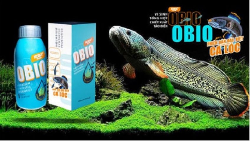 Men Vi Sinh KOIKA OBIO Cho Cá Lóc (Phiên bản tết 2026) - Tăng Trưởng & Hỗ Trợ Sinh Trưởng Cá Lóc Khỏe Mạnh, Nước Trong Sạch