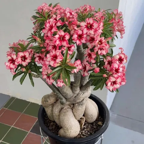 Hạt Giống Hoa Sứ Kép Thái Lan, Bịch 10 Hạt - Cây Cảnh Trang Trí Nhà Cửa & Đời Sống, Mã Số 2047