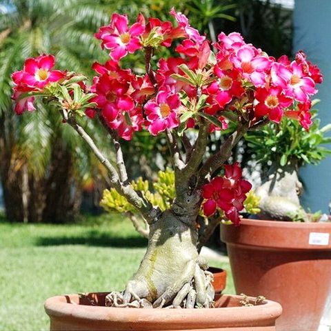 Hạt Giống Hoa Sứ Thái Lan Bonsai Cây Lùn Đẹp Màu Hồng Trắng - Bịch 10 Hạt Chất Lượng Cao, Quà Tặng Từ Thiên Nhiên