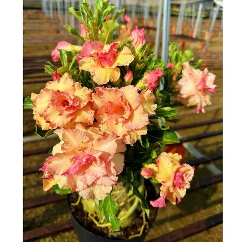 Hạt giống hoa sứ Taiwan thiên nga vàng hồng - Bịch 10 hạt - Cây hoa đẹp cho vườn nhà bạn