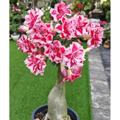 Hạt Giống Hoa Sứ Kép Thái Lan - Bịch 10 Hạt Đẹp - Đa Dạng, Nở Rộ Cho Vườn Của Bạn