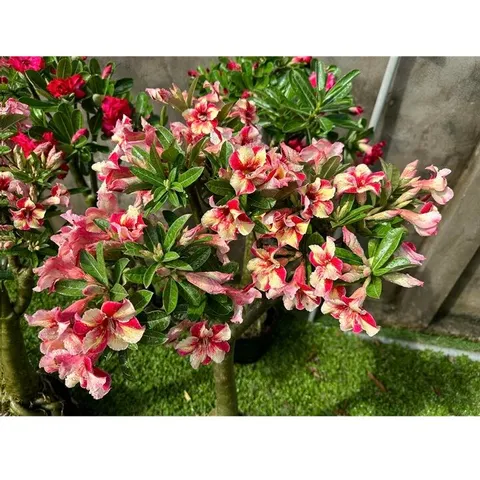 Bịch 10 Hạt Giống Hoa Sứ Thái Lan Mỏ Vịt Cánh Nhọn Đỏ Vàng - Sản Phẩm Trang Trí Vườn Chất Lượng Cao