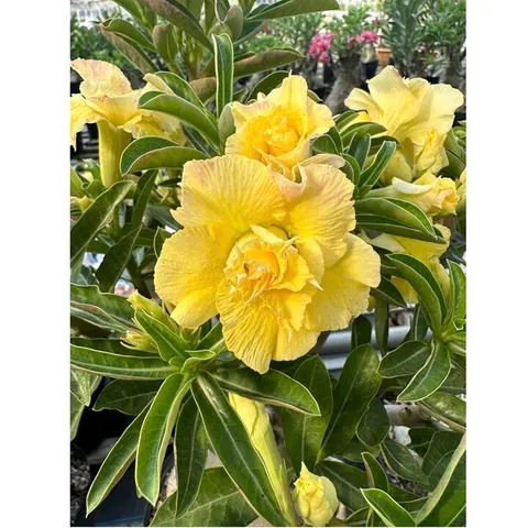 Hạt giống hoa sứ ghép Thái Lan - Hoa vàng cánh to, Bịch 10 hạt - Trồng cây cảnh đẹp cho nhà cửa và sân vườn