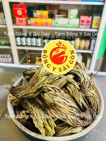 Cây Trường Sinh - Móng Lưng Rồng 1kg - Thực Phẩm Khô Hỗ Trợ Sức Khỏe, Chữa Đau Nhức, Bỏng, Trĩ Xuất Huyết Việt Nam