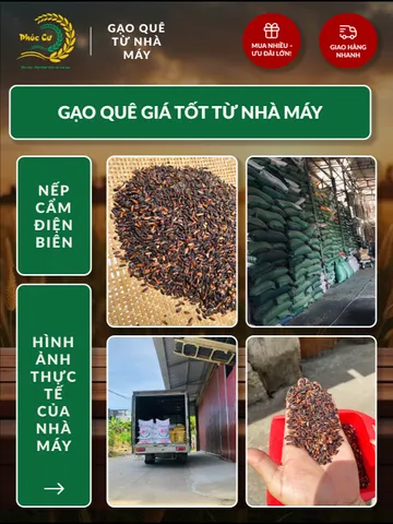 Gạo Nếp Cẩm Điện Biên 10kg - Đặc Sản Thơm Dẻo, Giàu Dinh Dưỡng, Thích Hợp Nấu Xôi và Bánh Ngọt