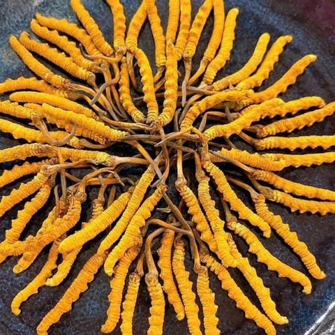 Đông trùng hạ thảo Warnke Cordyceps Extrakt 500mg Đức 120 viên