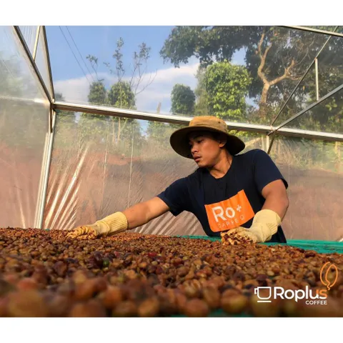 Cà phê Arabica Cầu Đất Nguyên Chất Rang Mộc 3 KG - Pha Phin & Pha Máy Cold Brew, Hương Vị Tươi Nguyên Bản, Không Phụ Gia
