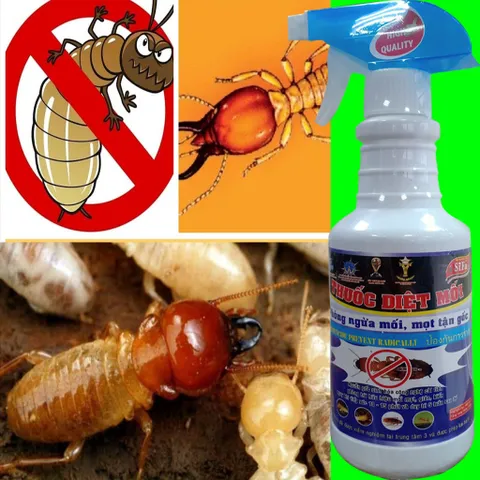 Thuốc Diệt Mối SIFA - An Toàn Hiệu Quả, Diệt Mối Tận Gốc, Dùng Cho Đồ Gỗ Và Các Khu Vực Mối Mọt
