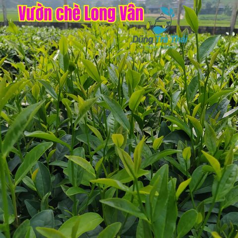 Trà Long Vân Móc Câu - Đặc Sản Thiên Nhiên Thái Nguyên, Hương Cốm Nguyên Chất, Gói 100g, 200g, 500g Hút Chân Không