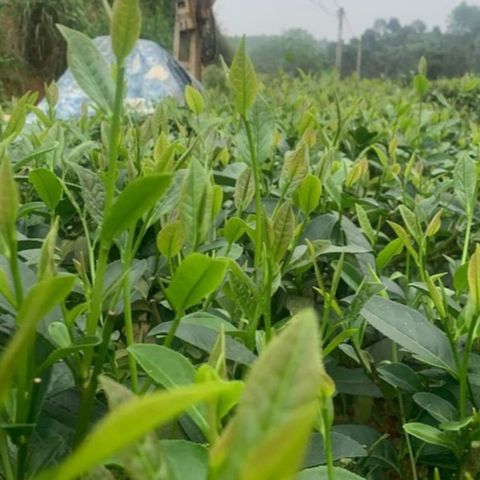 Trà Long Vân Móc Câu - Đặc Sản Thiên Nhiên Thái Nguyên, Hương Cốm Nguyên Chất, Gói 100g, 200g, 500g Hút Chân Không