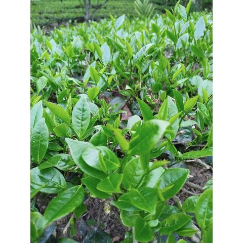 Trà Xanh Nõn Tôm DTT - Hương Thơm Ngọt, Vị Đậm, Đặc Sản Thượng Hạng, Phù Hợp Uống Hằng Ngày (350K/kg)