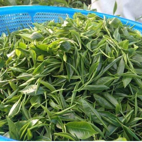 Trà Xanh Nõn Tôm DTT - Trà Cao Cấp Đậm Vị, Hậu Ngọt Vừa - Sản Phẩm Thượng Hạng Cho Người Yêu Trà (400k/kg)