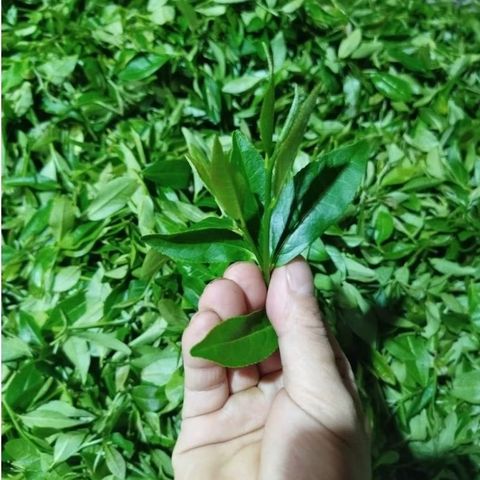 Trà Long Vân Nõn Tôm Thái Nguyên - Hương Cốm Tự Nhiên Đặc Trưng - Gói 100g, 200g, 500g - Thưởng Thức Vị Ngọt Dễ Chịu