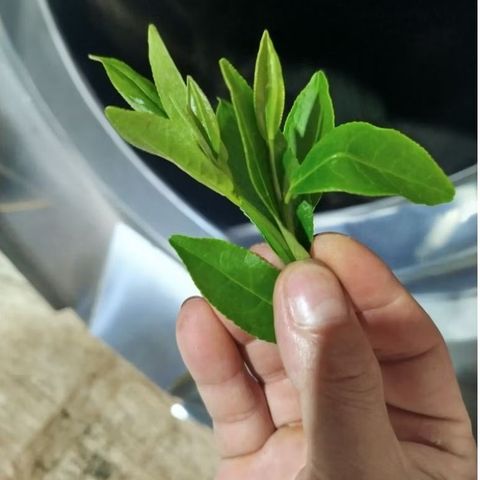 Trà Long Vân Nõn Tôm Thái Nguyên - Hương Cốm Tự Nhiên Đặc Trưng - Gói 100g, 200g, 500g - Thưởng Thức Vị Ngọt Dễ Chịu