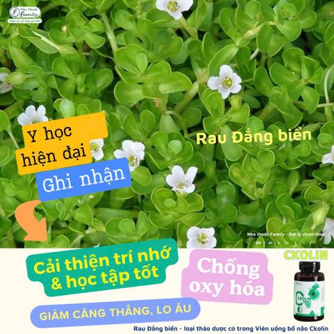 Viên Uống Hỗ Trợ Hoạt Huyết Dưỡng Não CKOLIN Pháp - Tăng Cường Trí Nhớ & Giảm Mất Ngủ - Sản Phẩm Chính Hãng KenPharma