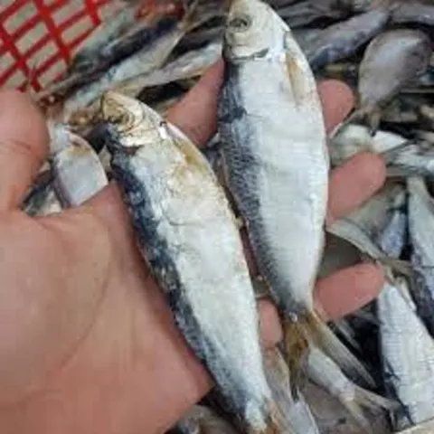 Cá Trích Kkh 1kg - Thực Phẩm Tươi Ngon Giàu Omega-3, Thích Hợp Chế Biến Nướng, Gỏi Hay Xào Thơm Ngon