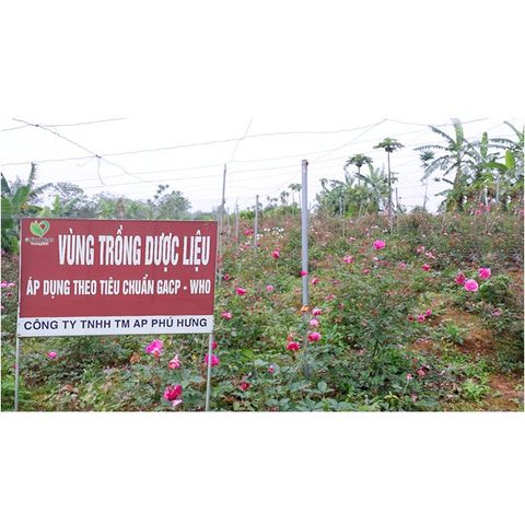 Trà Hoa Cúc Túi Lọc Phú Hưng AP - Giúp Ngủ Ngon, Giải Nhiệt, Đẹp Da - Hộp 20 Gói Thảo Mộc Tự Nhiên