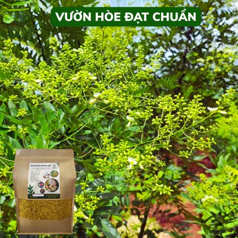 Trà Hoa Hòe Khô Đặc Biệt - Hương Thơm Dịu Dễ Uống, Hỗ Trợ Tim Mạch và Sức Khỏe - Thảo Mộc Thiên Nhiên Cho Giây Phút Thư Giãn
