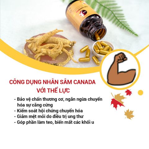 Viên Uống Nhân Sâm CND GINSENG GOLD Canada - Tăng Cường Sức Khỏe, Đề Kháng, Giảm Mệt Mỏi, Tỉnh Tảo, 60 Viên 500mg