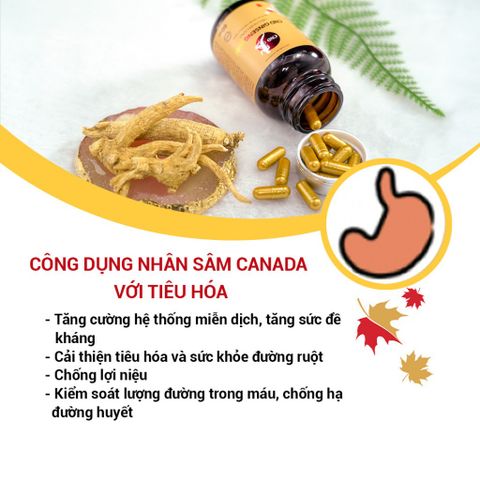 Viên Uống Nhân Sâm CND GINSENG GOLD Canada - Tăng Cường Sức Khỏe, Đề Kháng, Giảm Mệt Mỏi, Tỉnh Tảo, 60 Viên 500mg