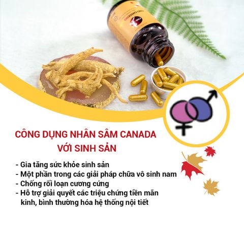 Viên Uống Nhân Sâm CND GINSENG GOLD Canada - Tăng Cường Sức Khỏe, Đề Kháng, Giảm Mệt Mỏi, Tỉnh Tảo, 60 Viên 500mg