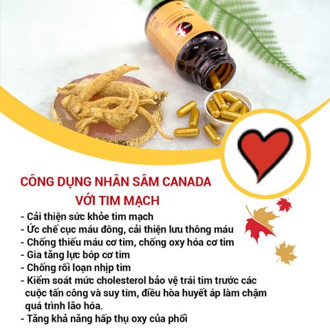 Viên Uống Nhân Sâm CND GINSENG GOLD Canada - Tăng Cường Sức Khỏe, Đề Kháng, Giảm Mệt Mỏi, Tỉnh Tảo, 60 Viên 500mg