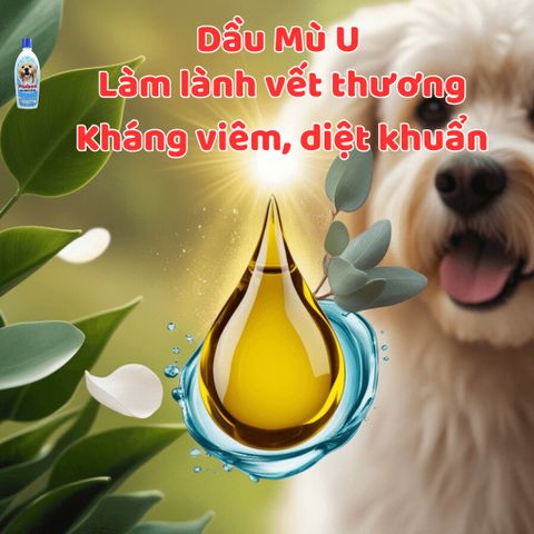 Dầu tắm chó mèo Plotoon Chlorhexidine - Giải pháp chăm sóc da, kháng viêm và làm sạch hiệu quả cho thú cưng