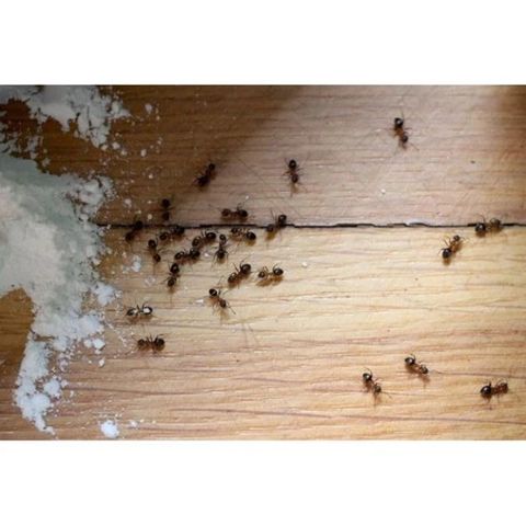 Bột Phấn Kiến Vipesco 50g - Chế Phẩm Diệt Kiến Và Gián Tận Gốc, An Toàn Cho Gia Đình, Hàng Chính Hãng Việt Nam
