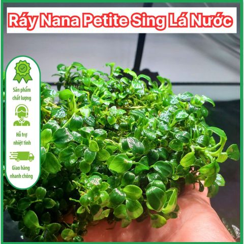 Ráy Nana Petite Sing Lá Nước - Cây Thủy Sinh Chăm Sóc Dễ Dàng, Phát Triển Chậm, Thích Hợp Bố Trí Tiền Cảnh Bể Cá
